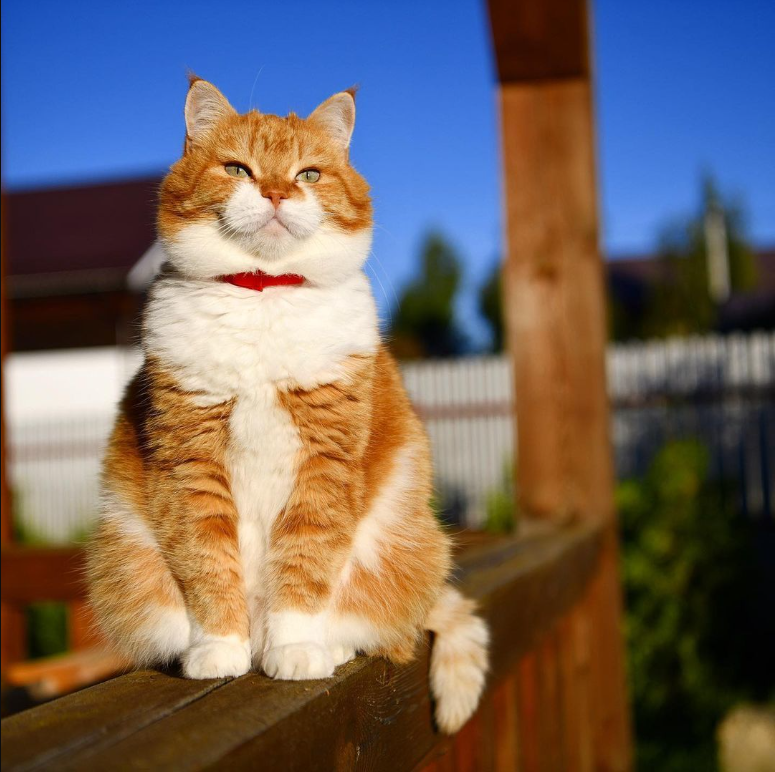 The Majestic Charm of an Orange and White Feline: A Picture of Elegance and Serenity