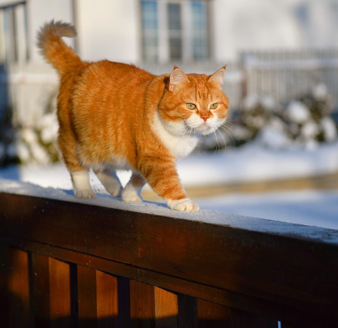 Meet the Adorable Chonk: A Snow-Loving Russian Cat Whose Cuteness Knows No Bounds