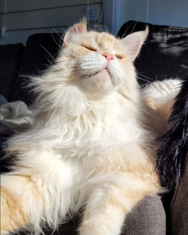 Lotus: The Maine Coon Cat Who Stole the Internet’s Heart (and Your Instagram Feed)