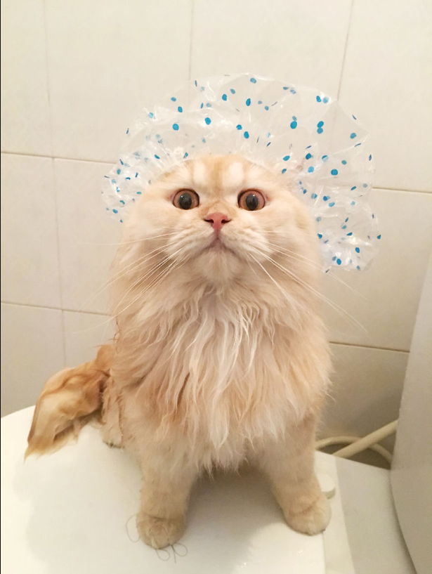 Encounter: The Zany Feline Who Adorеs Bath Time