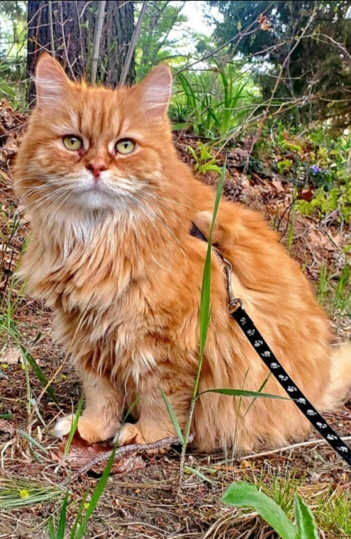 Meet Pumpkin: A Senior Female Ginger Tabby You Can’t Help But Love