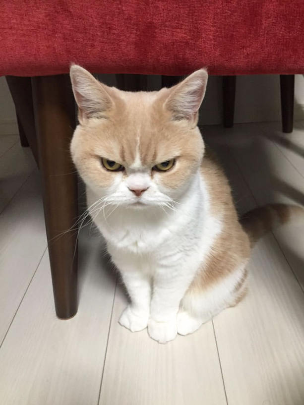 A Grumpy Cat From Japan Who’s Even Grumpier Than The Real One