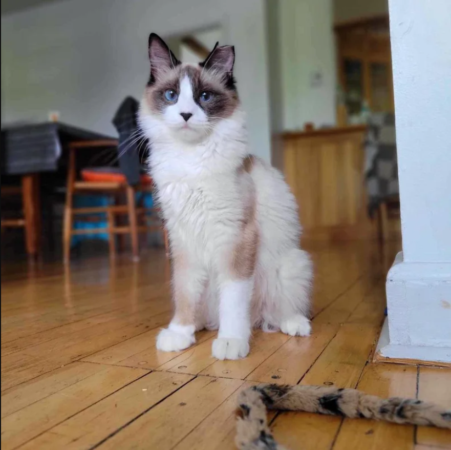 Kitten Starts to Trust with the Help of Another Cat After Months of Being Outside and Weeks of Hiding