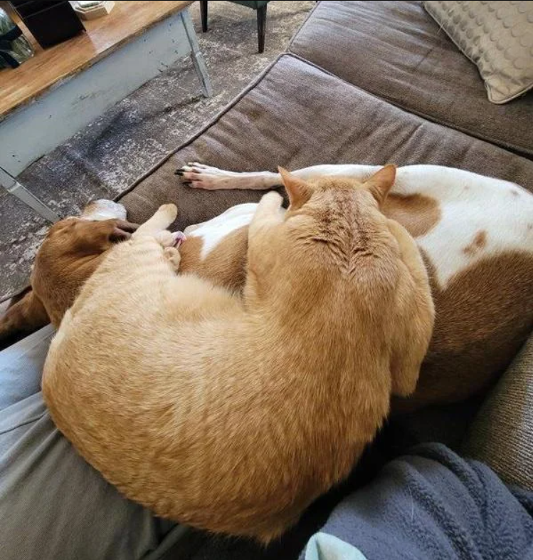 The kitten decides to move in with the considerate couple after being discovered stranded in a tree.