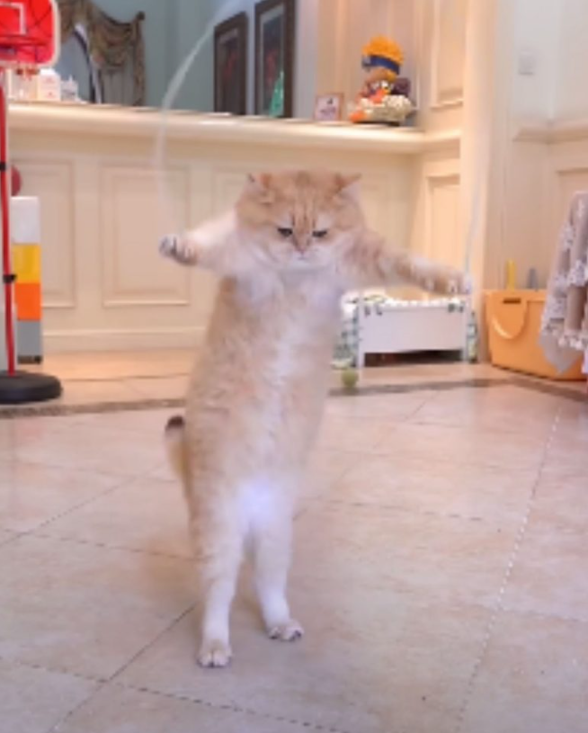 Cat Athlete Shows Off Its Skipping Rope Skills Captivating 58 Million Viewers