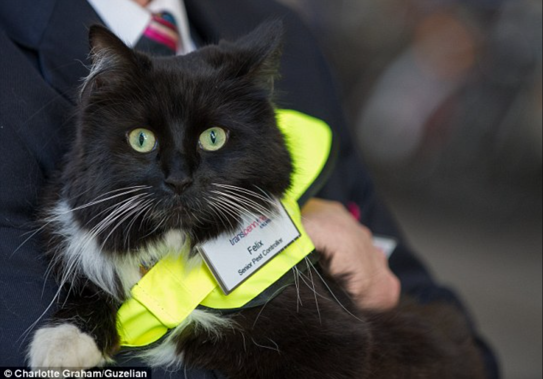 Felix the Feline: Rising up the Ranks at Huddersfield Train Station as Senior Pest Controller with a Fresh Look