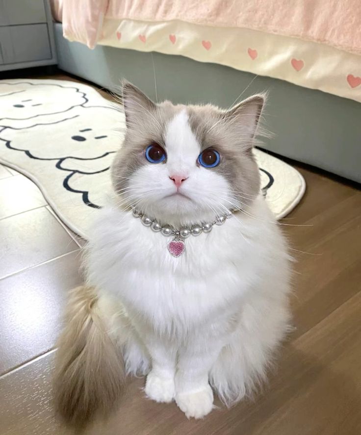 Introducing Aurora: The Enchanting Feline Royalty Dominating the Internet