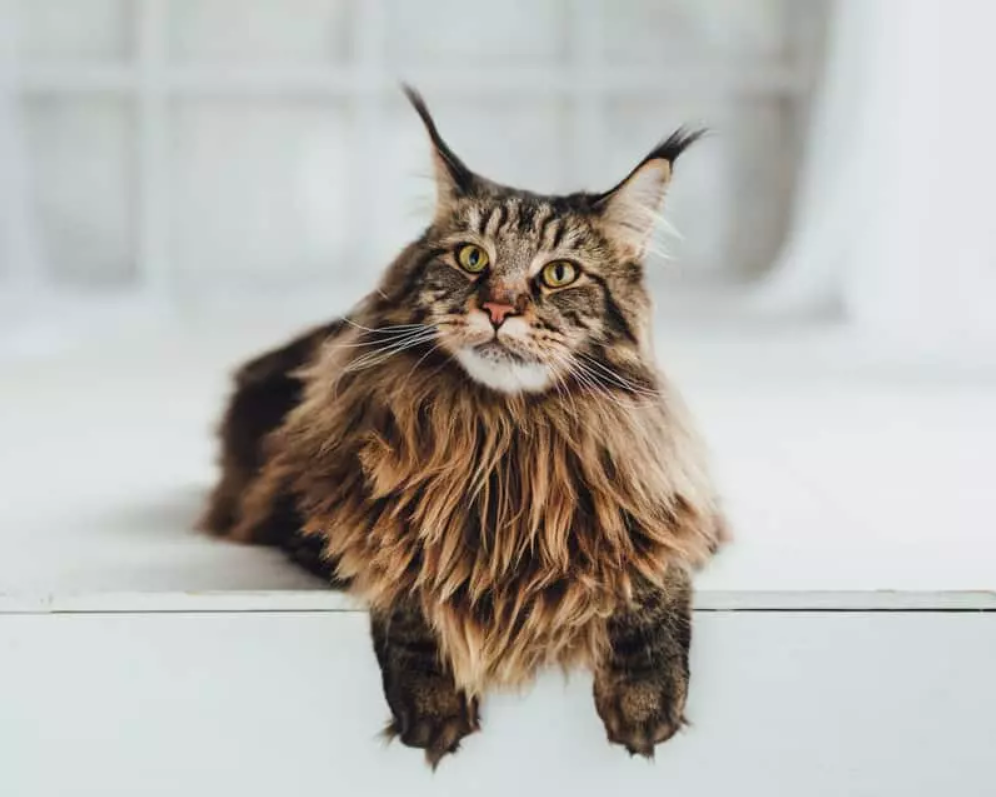 A Collection Of Maine Coon Cats To Make You Swoon