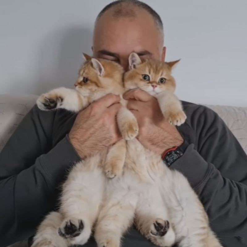 Witness These Adorable British Shorthair Kittens Attack Their Stern Grandpa