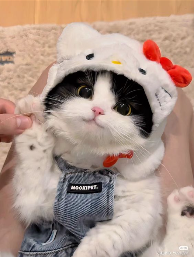 The little cat with smooth fur and bright eyes looks adorable when wearing his favorite hats.