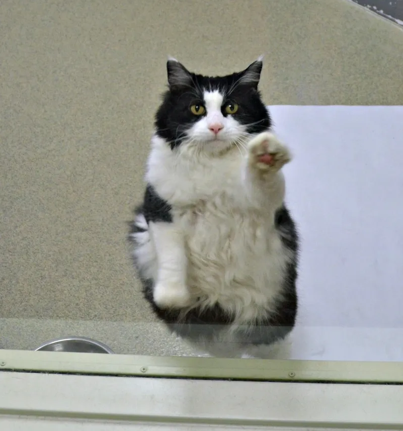 Elderly Feline’s Persistent Window-Watching Lands Her a Forever Home: A Heartwarming Journey