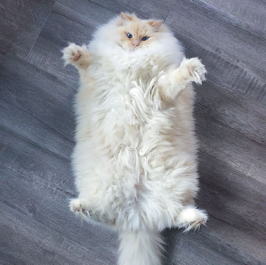 The Fluffy Feline: A Kitty Whose Majestic Mane Resembles a Floating Cloud