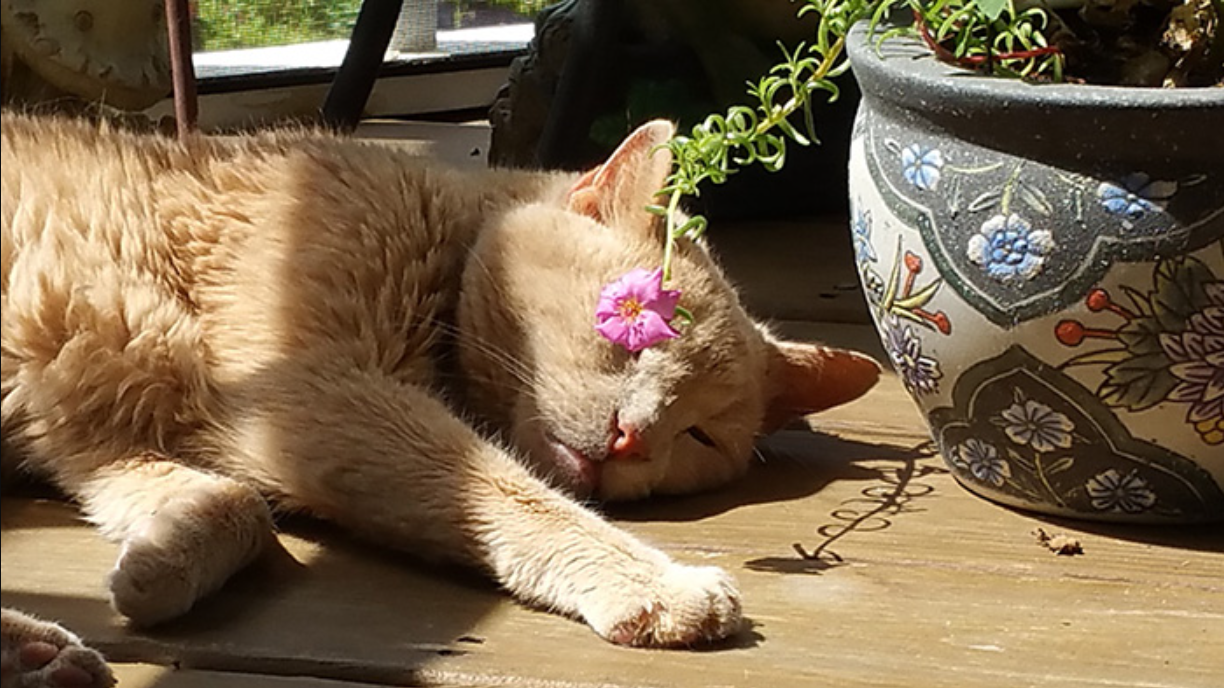 Kind-hearted woman saves 21-year-old cat abandoned by previous owner, ensuring he enjoys his golden years.