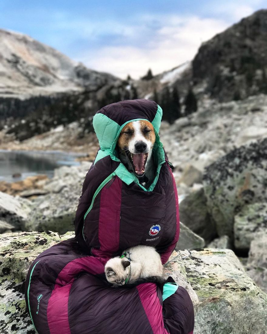 This Cat And Dog Love Travelling Together, And Their Pictures Are Absolutely Epic