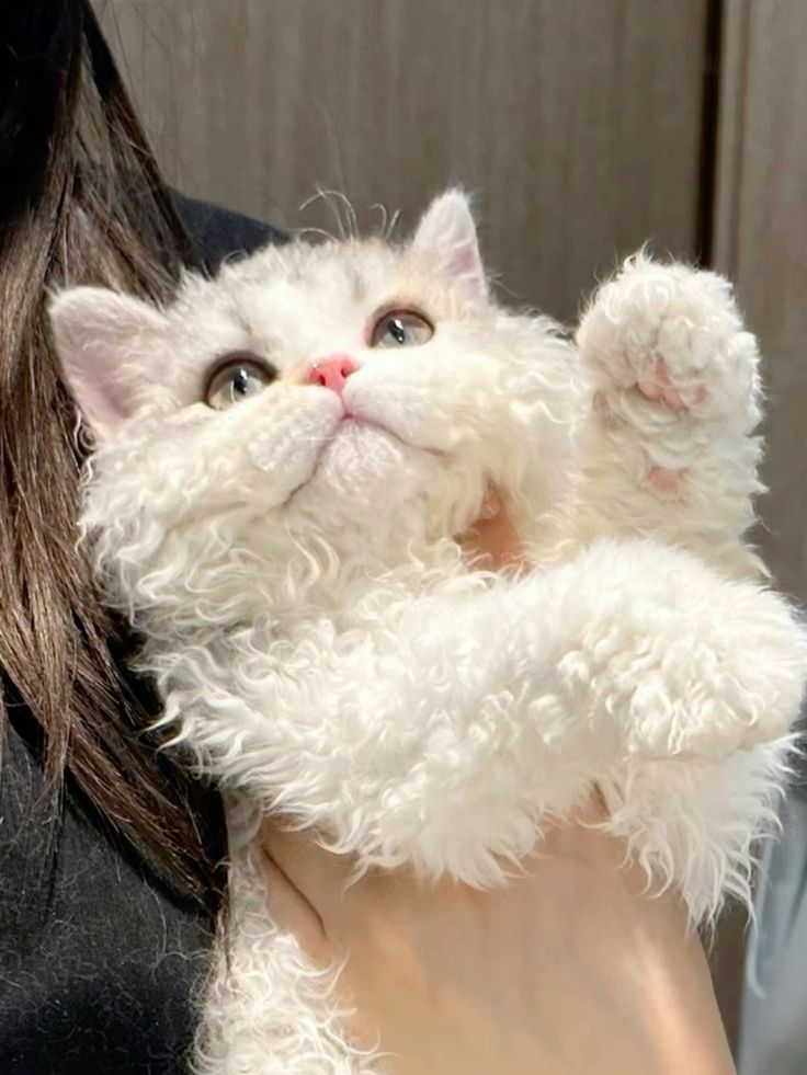 Meeting Lisa: The Adorably Curly-Coated Cat Princess,….