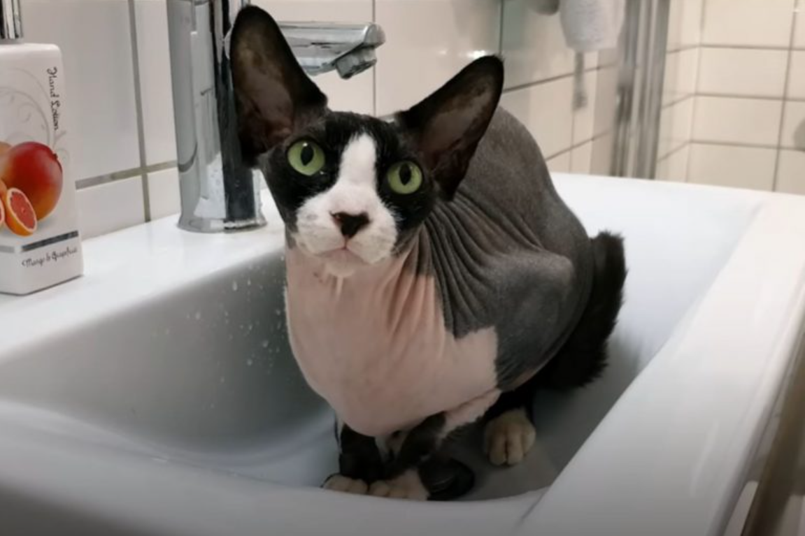 This Sphynx Cat Is Obsessed With Water And He Can’t Resist A Splash