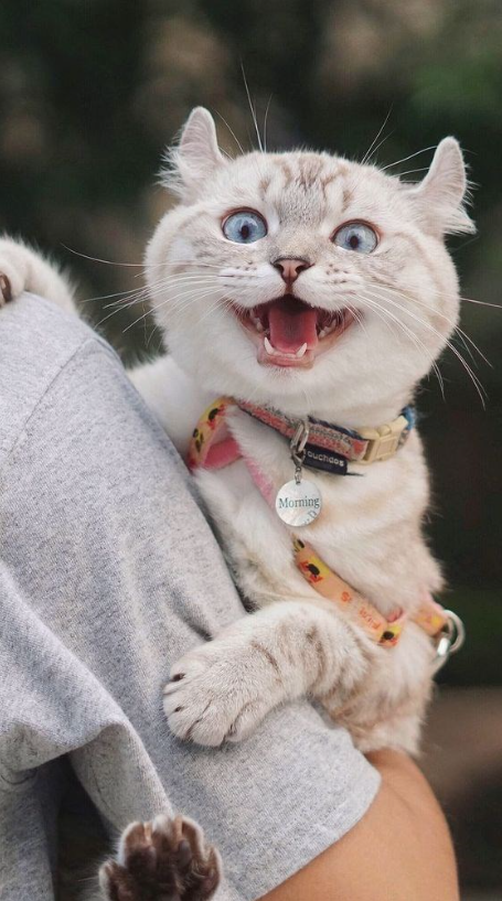 Cheer Up Your Day with 10 Adorable Snapshots of Joyful Felines