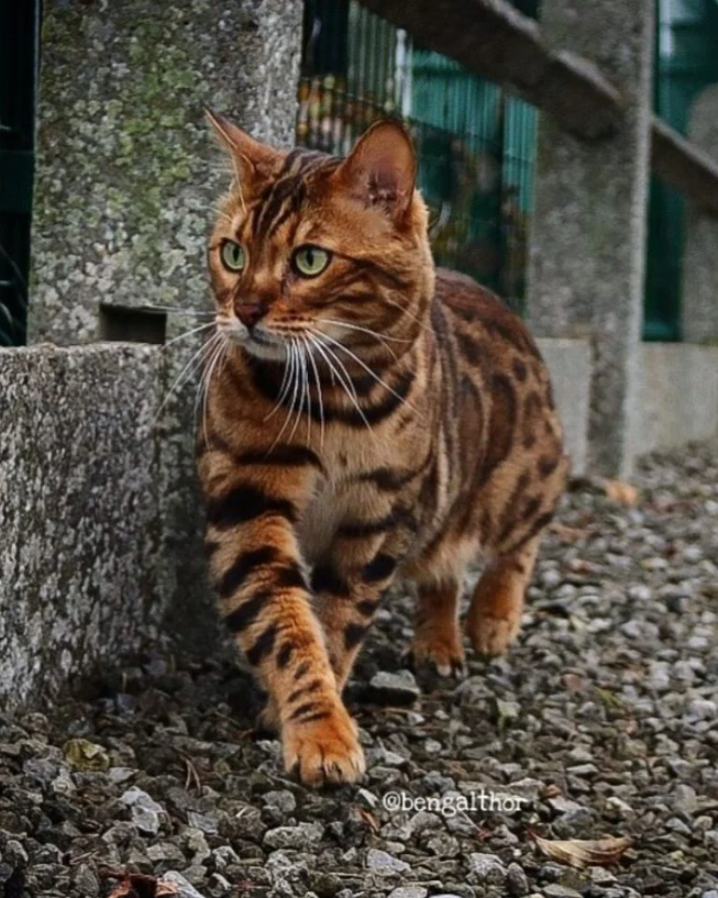 Thor: The Bengal Cat with Eyes That Could Steal Your Heart