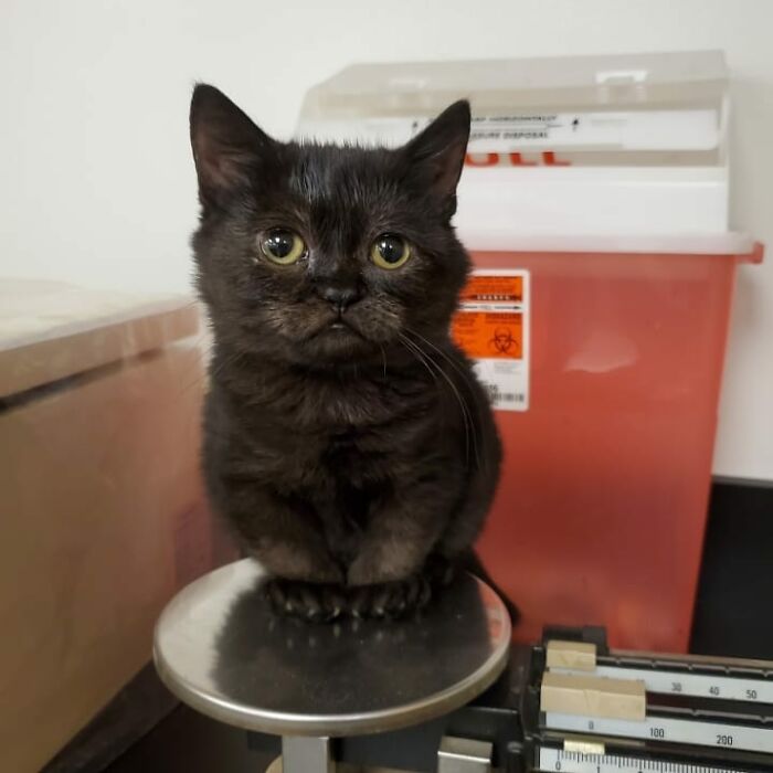 An Animal Clinic That Adopted This Black Cat, Realized He Wouldn’t Grow Much Due To Dwarfism