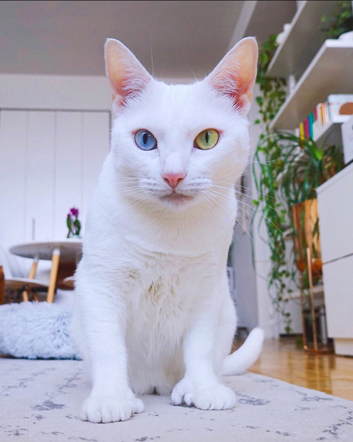 A Unique Feline: From Neglect to Instagram Fame – The Story of a Heterochromia Cat with Extra Toes