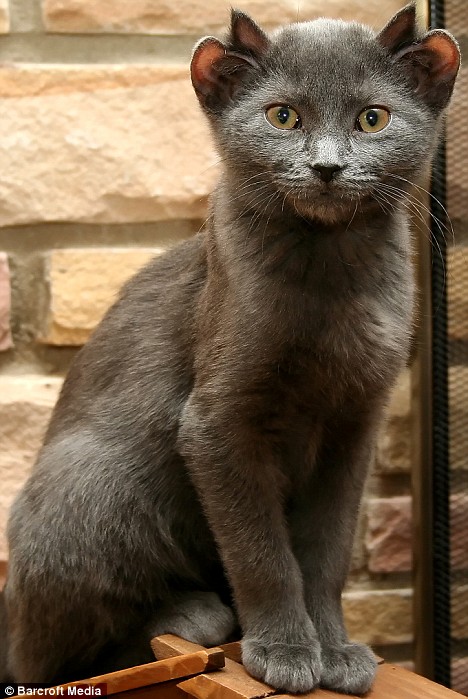 Encounter Yoda the Feline Phenomenon: A Kitty with Four Ears