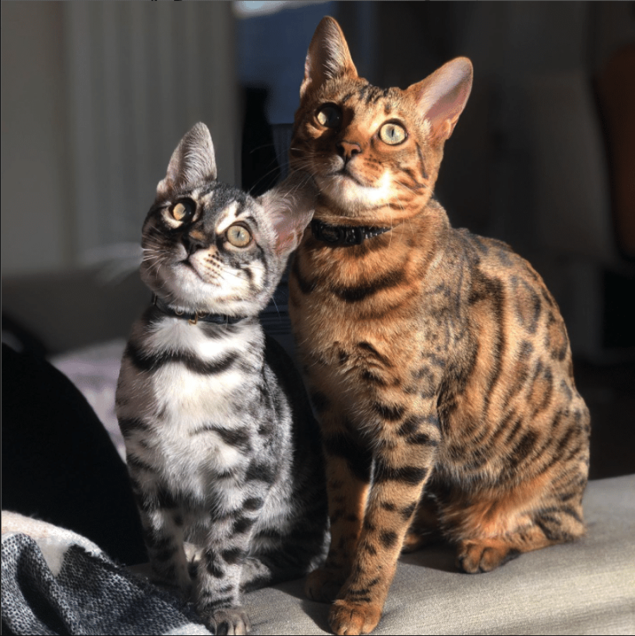 Cheeky Bengal Duo Named Tala And Mara Adventure Across Scotland