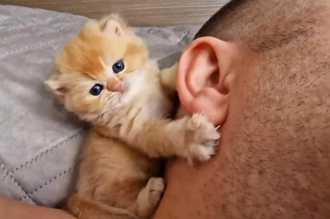 Kitten Nibbles Dad’s Ear: A Love Story Told in Gentle Bites