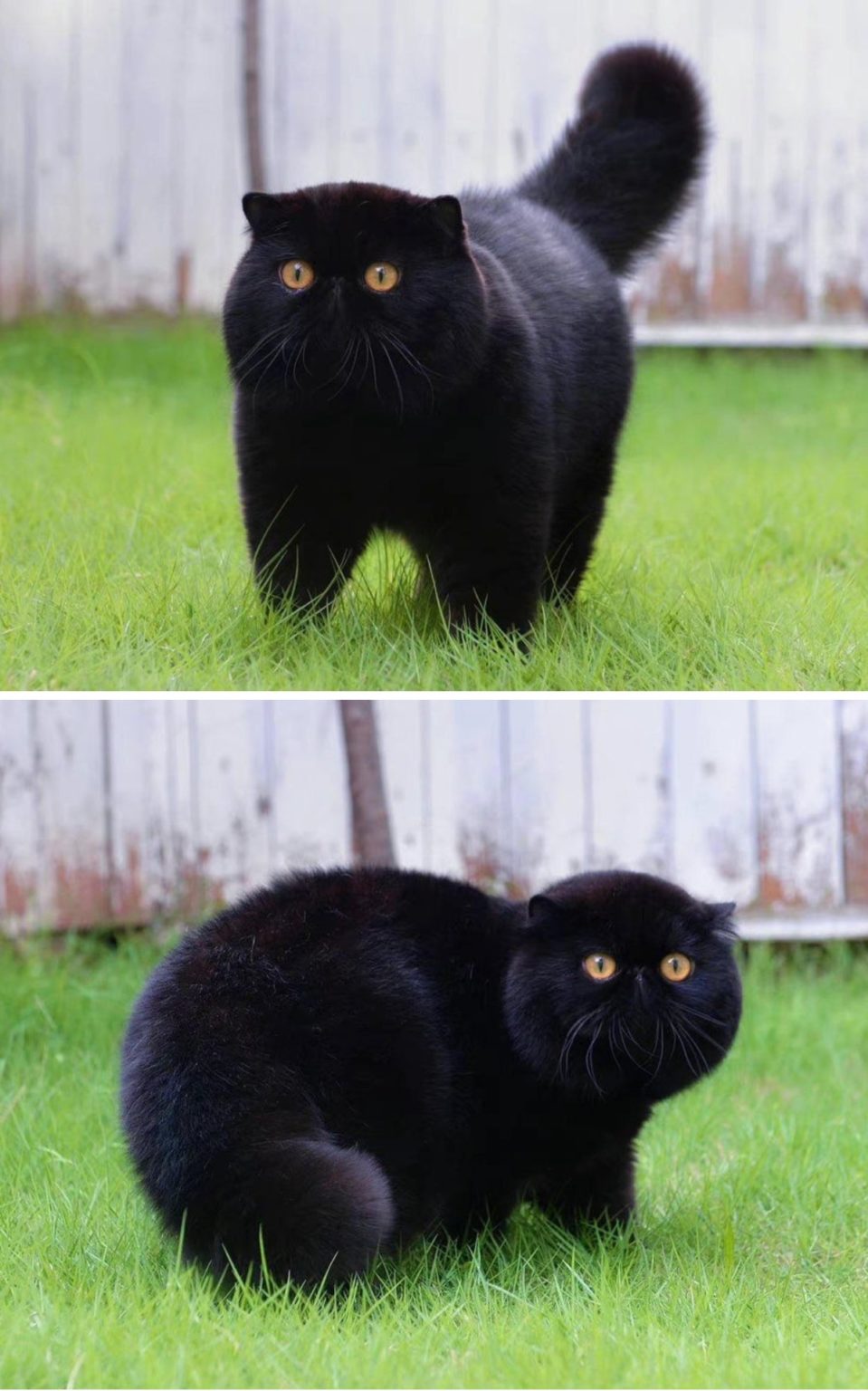 The Enigmatic Allure of Black Cats: Exploring Their Timeless Beauty