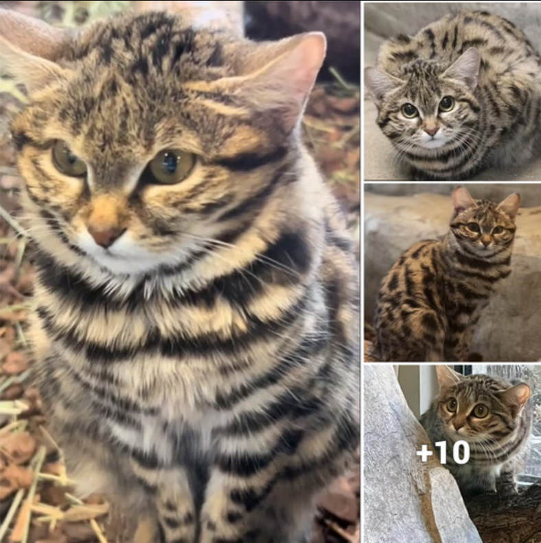 Meet Gaia: The Majestic Black-Footed Cat Striking Blue Steel Poses at Her Utah Zoo Residence