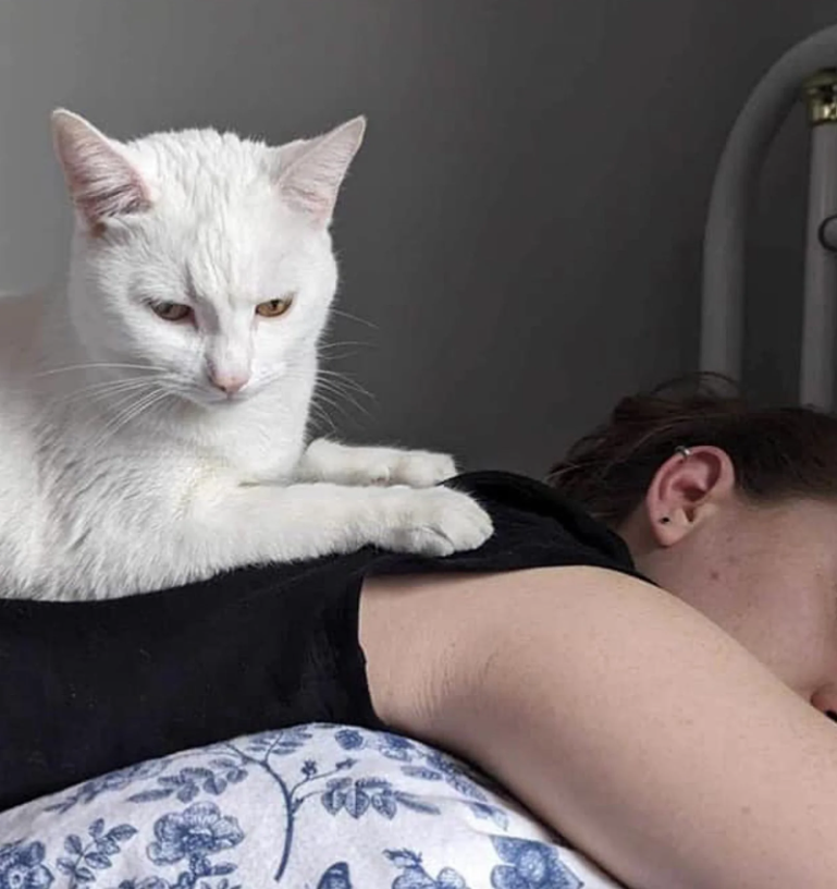 Family Welcomes Cat ѕtгᴜɡɡɩіпɡ at Shelter Into Their Home, Witnesses Her Flourish.