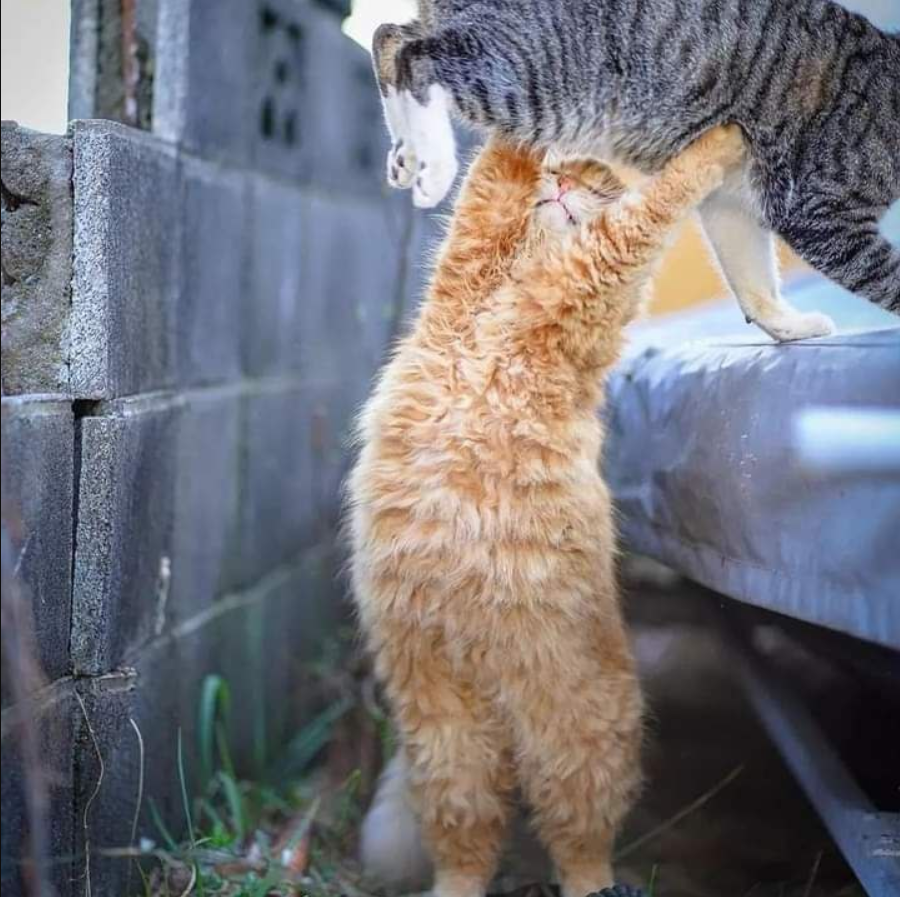 Cat helps friend climb over wall: “Come on, buddy!”