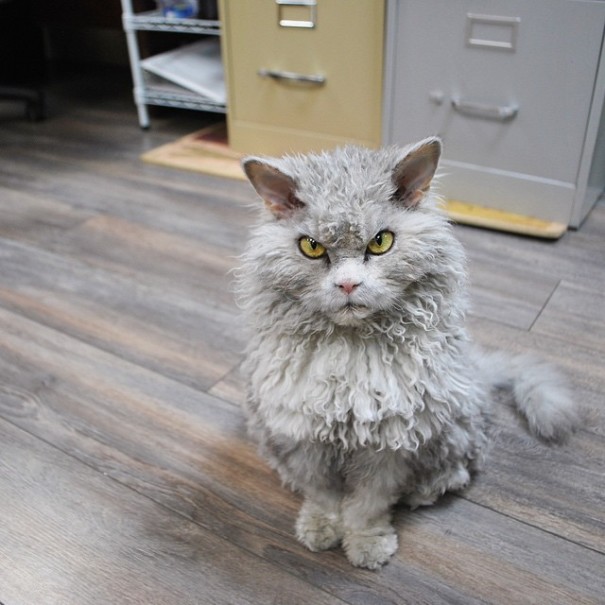 Introducing Albert: The Feline With a Resting Sheepish Face