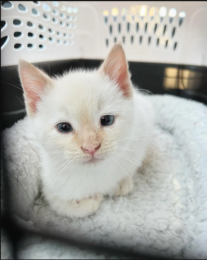 From Rusty Ride to Room Full of Purrs: Rescued Kitten Finds Forever Home in Time for New Year