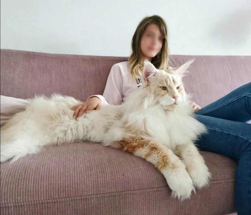 Cat Owner Shares Amazing Photos Of Her Giant Maine Coon Cat