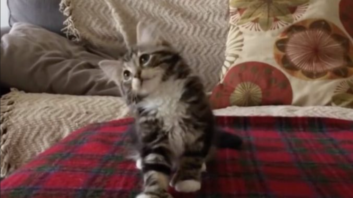 Kitty Hears His Favorite Song But When He Starts Dancin This Is The Best Thing Ever