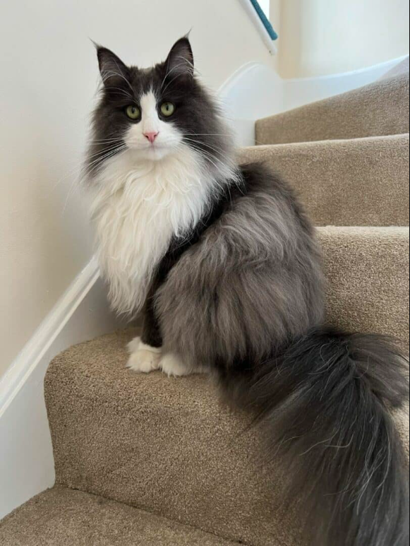 Norwegian Forest Cat Named Annie Is A Purrfectly Precious Tuxedo Cat Princess