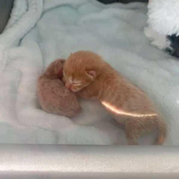 Seeking Security and Solace: Abandoned by Their Mother, Two Vulnerable Kittens Find Comfort in Snuggling Together.