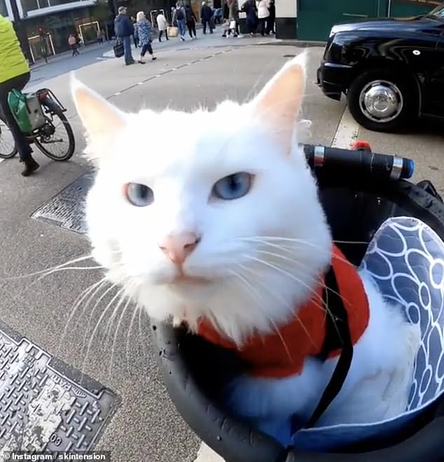 The 45-year-old told MailOnline that his followers have been wanting to consume more of Sigrid through merchandise or donating treats through online wishlists. Pictured looking at her owner at the intersection Orchard Street and Oxford Street