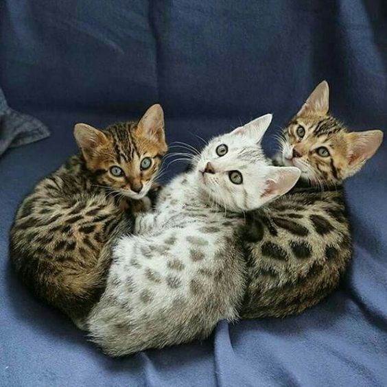 bengal cat - Cat