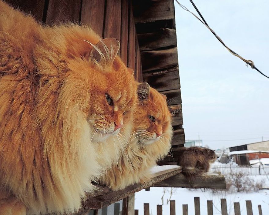 Siberian Cat