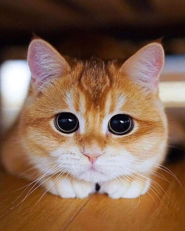 Meet Hani, the Cat with Big Round Eyes That Captivates Everyone