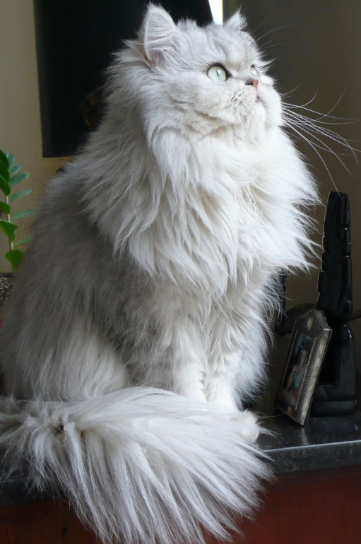 Graceful Elegance: Exploring the World of White Long-Haired Cats