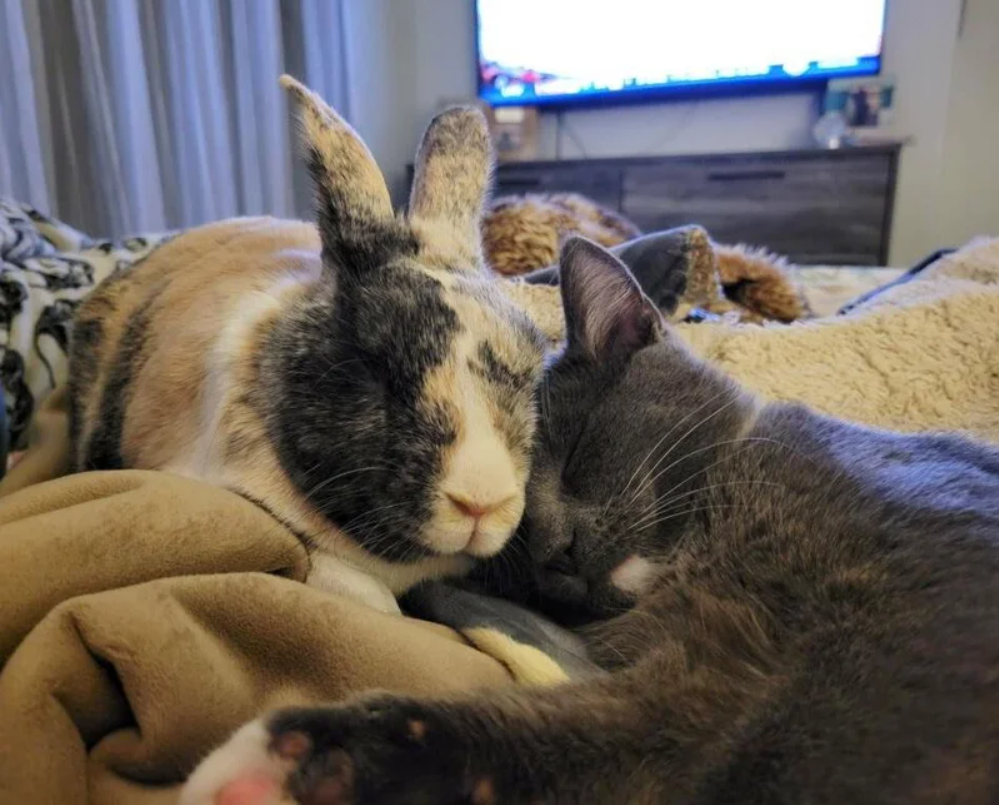 After the kitten is brought inside, the family’s bunny decides to befriend her and make her his best buddy.