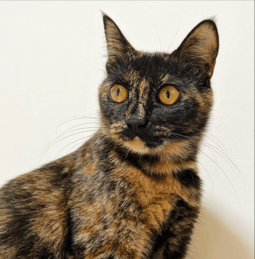 Sweet Japanese Tortie Named Beth Was Born To Pose