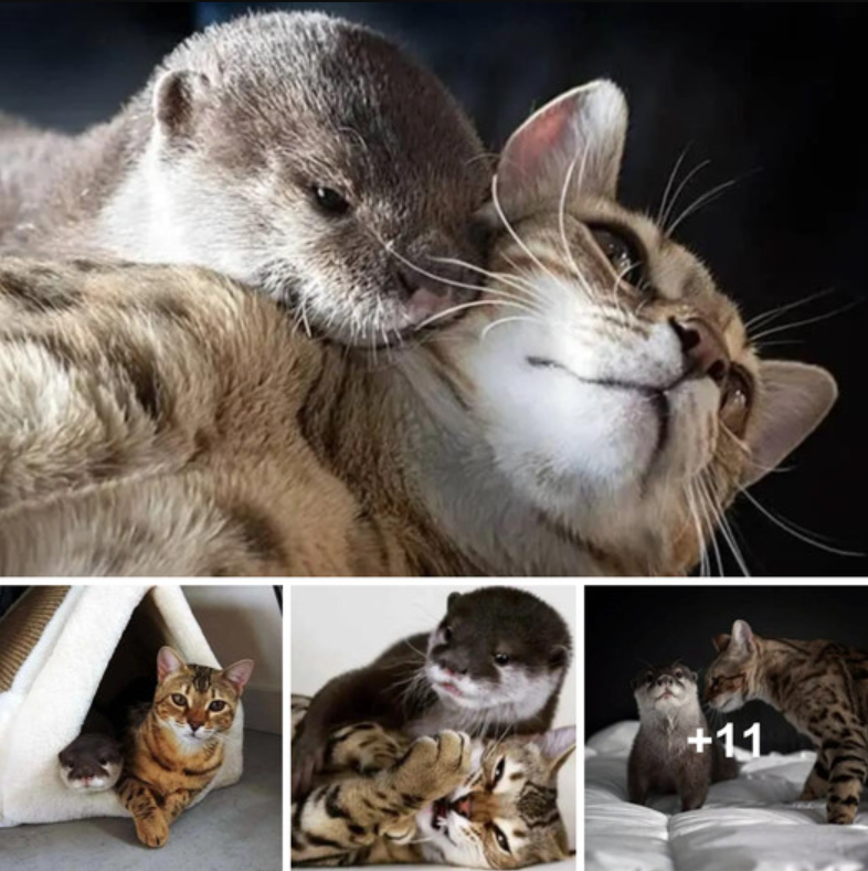 When Pip the Otter and Sam the Cat Met