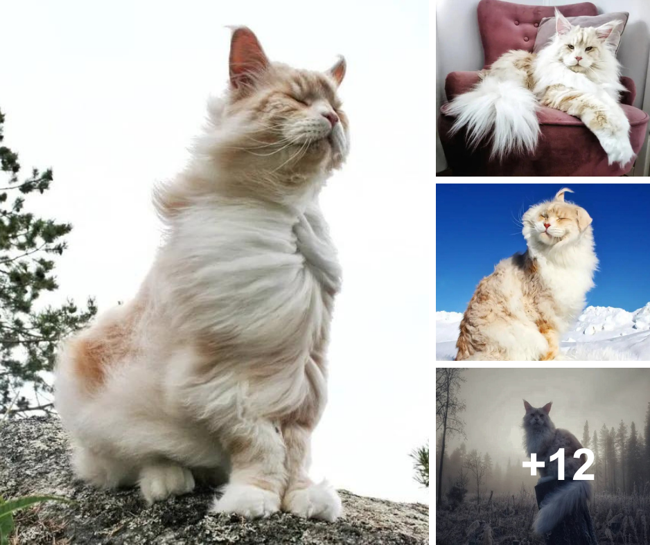 Introducing Lotus, the enormous, fluffy Maine Coon cat who is gaining popularity on Instagram.