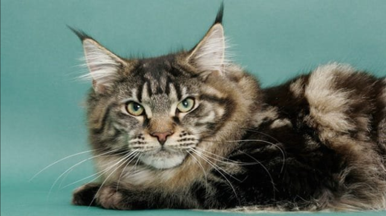 Unleashing the Wonders of Maine Coon Cats: Fascinating Facts That Will Astonish You!