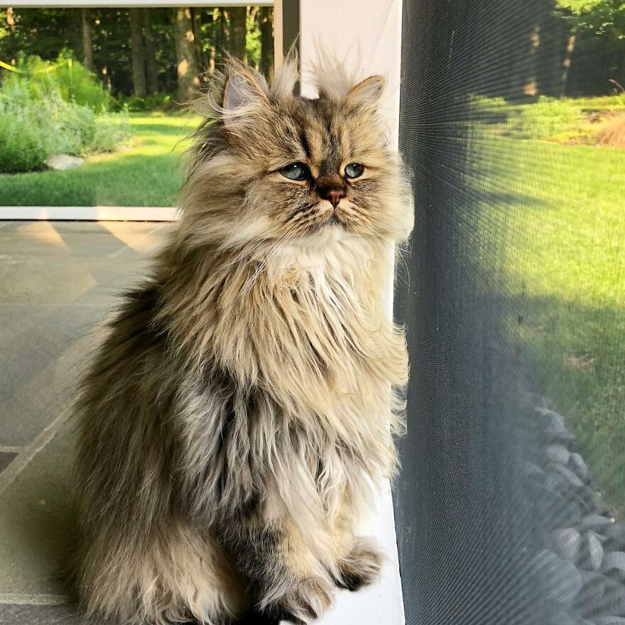 Introducing Barnaby: The Persian Cat with Perpetual Bedhead