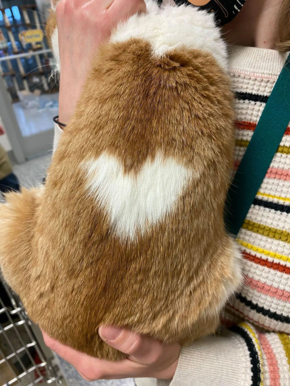 Introducing Rutile: A breathtaking ginger cat adorned with a flawless heart-shaped pattern on his back, seeking a forever family to shower with love.