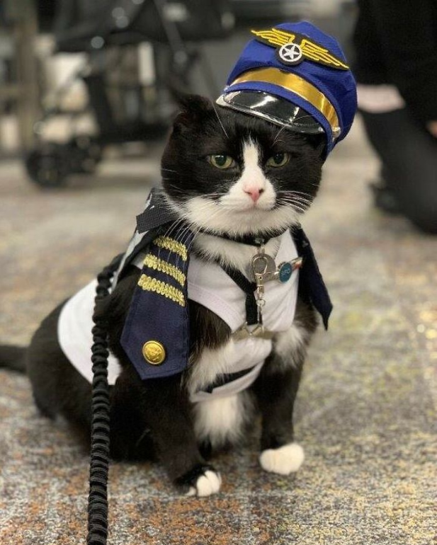 Introducing Duke Ellington: The Calming Cat of San Francisco Airport Helping Ease Anxiety